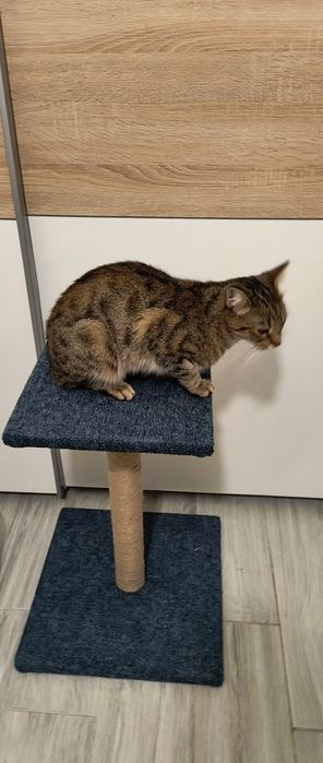 Elegancki drapak dla kota ręcznie wykonany zabawka dla zwierząt