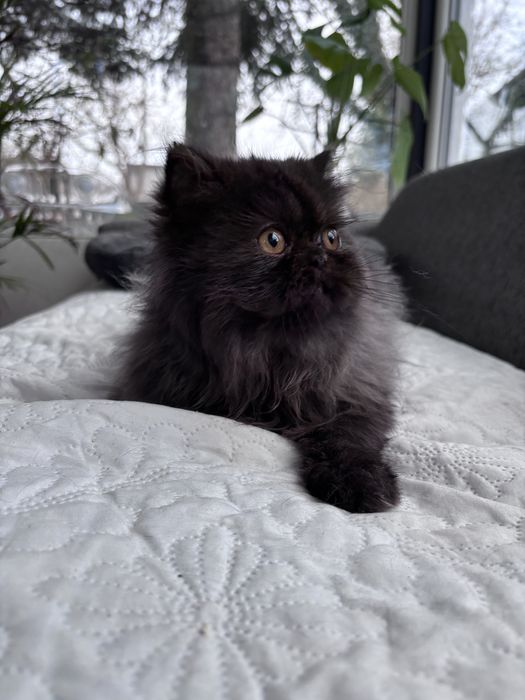 Czarno-szara kotka perska