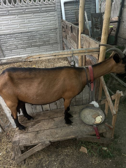 Продам кози альпійськоі породи