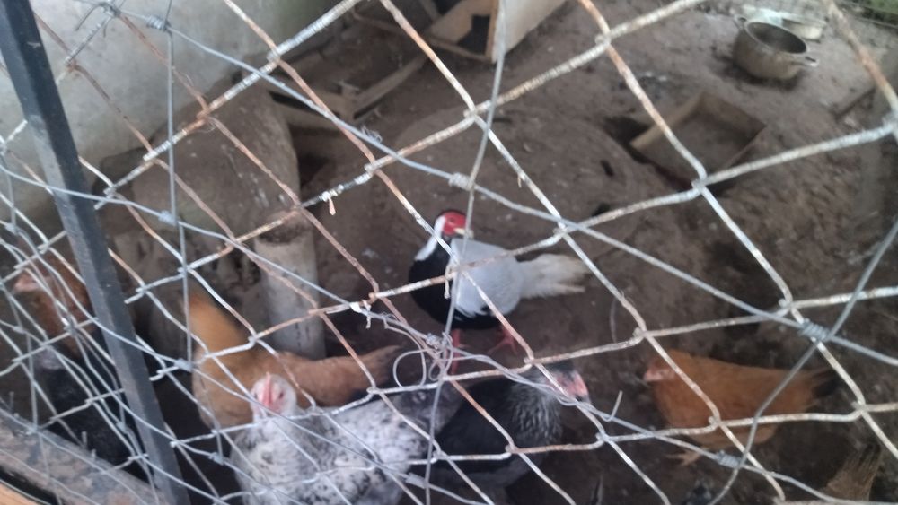 Sprzedam bażanta samca