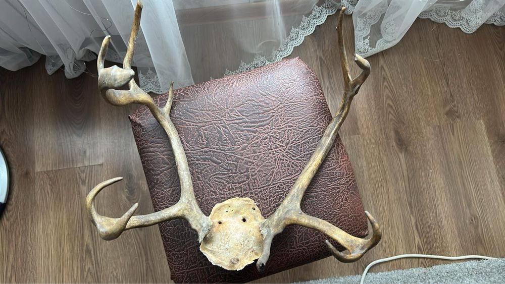 Рога Северного оленя