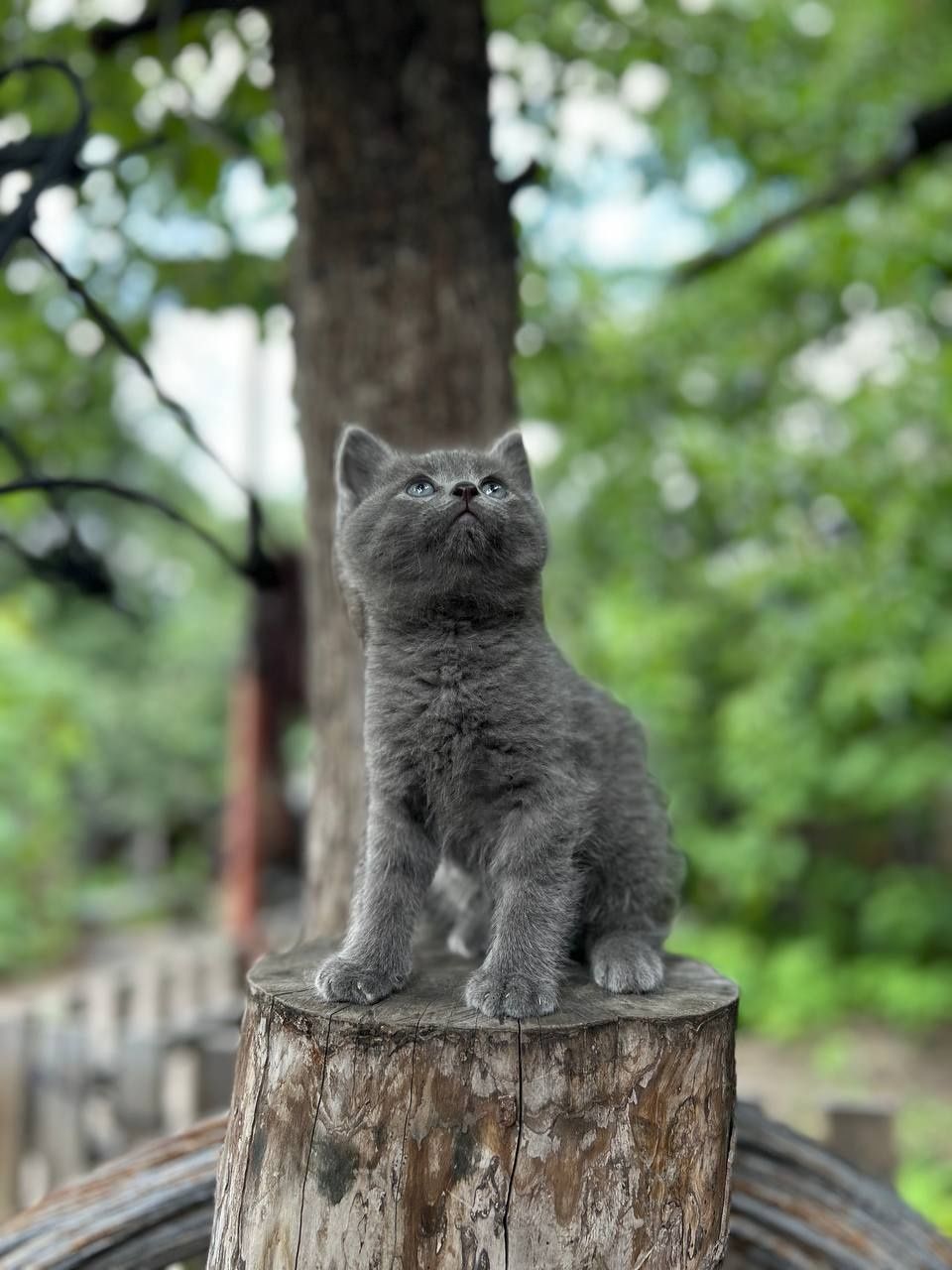Отдам даром котенка