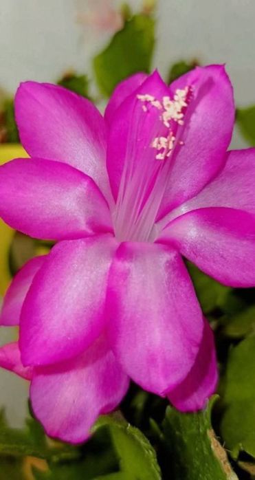 Різдвяник рожевий (шлюмбергера)