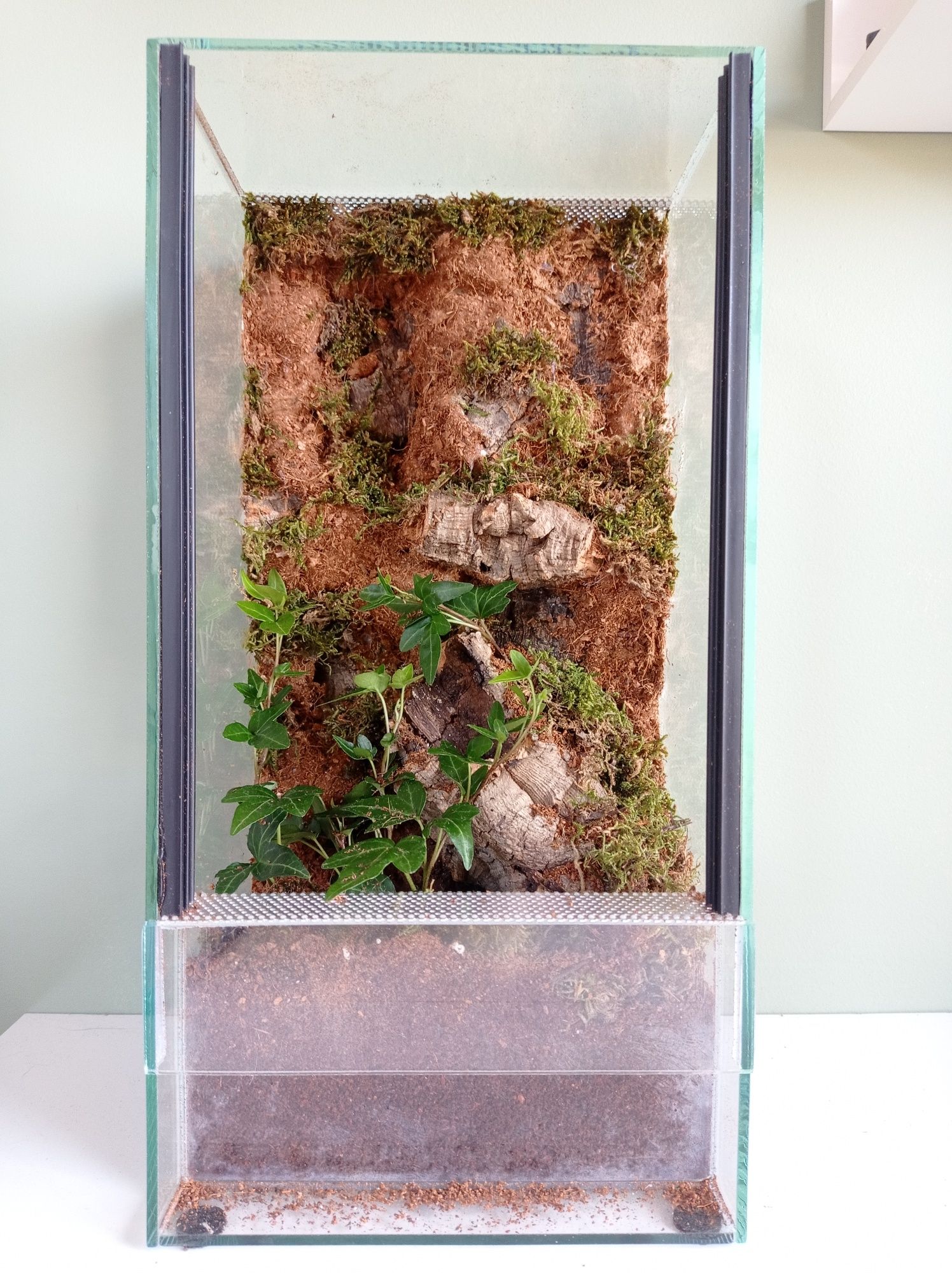 Terrarium 20x20x40 ze ścianką