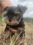 York Yorkshire Terrier