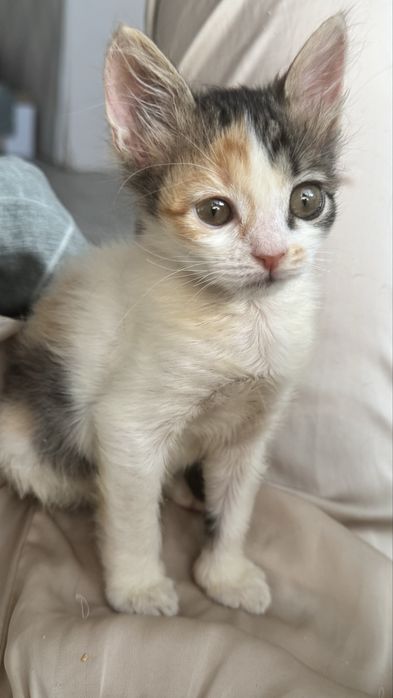 Кошечка, 3 мес, ищет семью