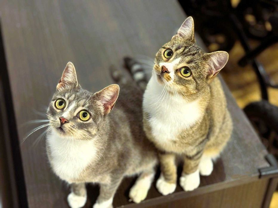 Serdeczny Maniuś szuka domku