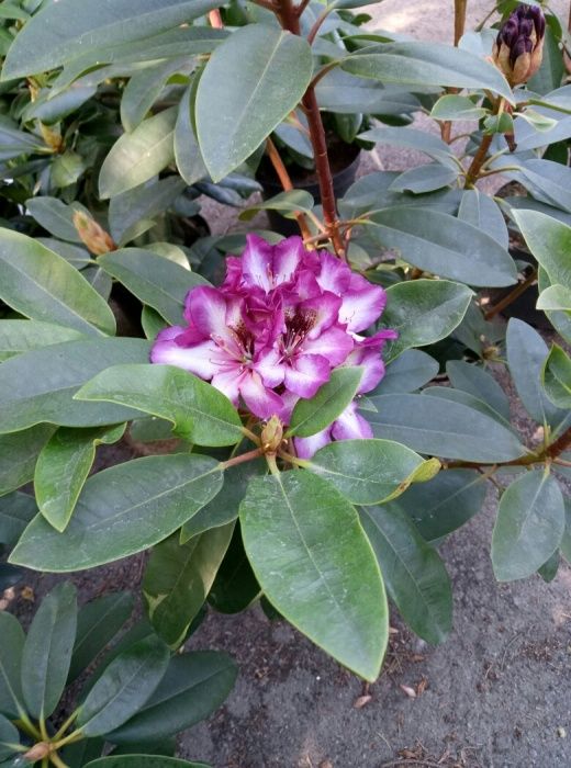 Рододендрон гибридный в ассортименте