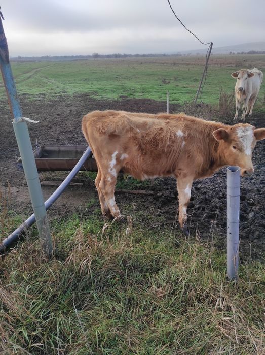 Продам тёлку 15000