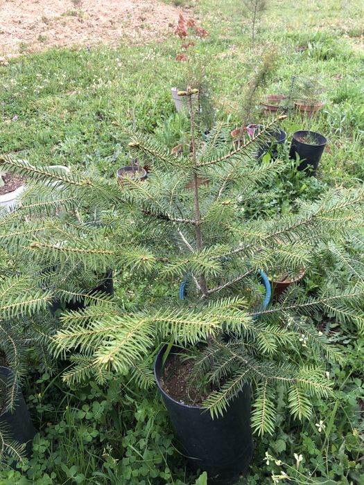 Árvores de jardim abeto, auracaria e Acer