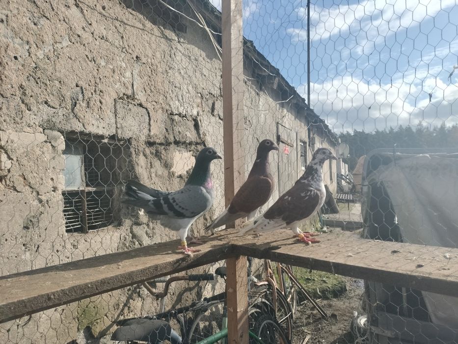 Sprzedam gołębie pocztowe