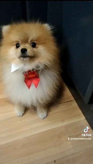 Померанский Мини шпиц вязка