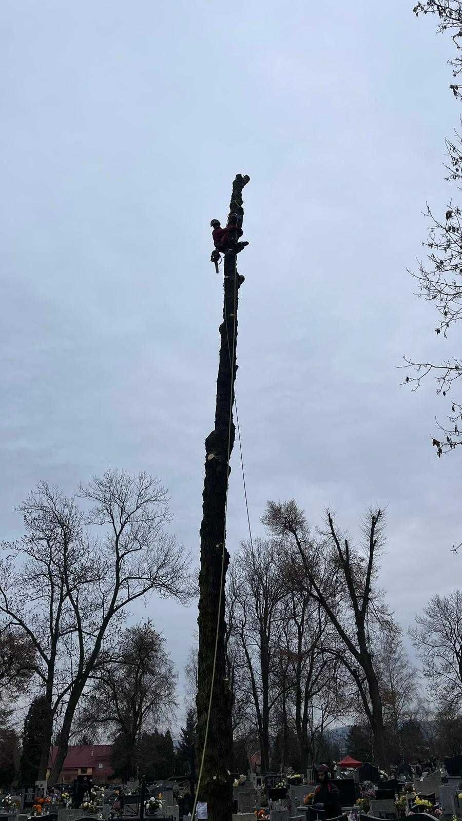 Wycinka drzew, pielęgnacja drzew, czyszczenie działek, usługi rębakiem