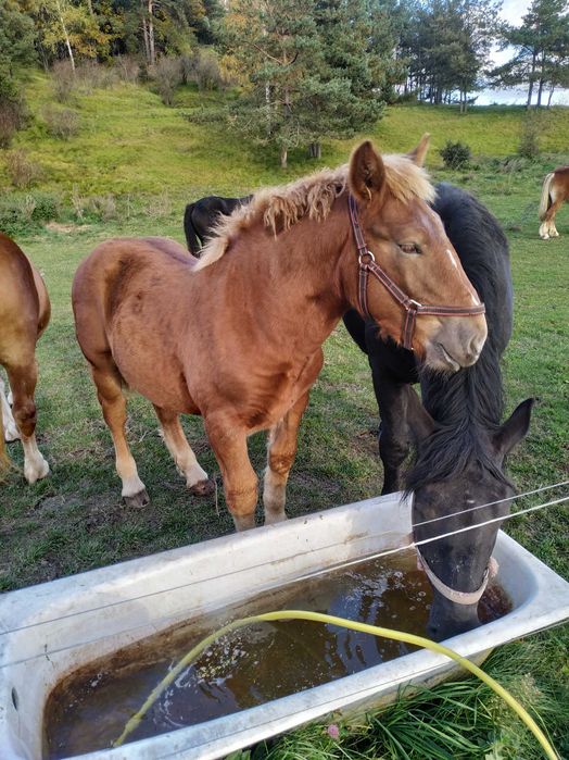 Sprzedam Ogierka sokólskiego