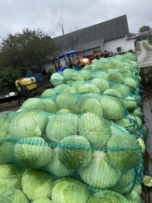 Продаєтся капуста агресор та глорія