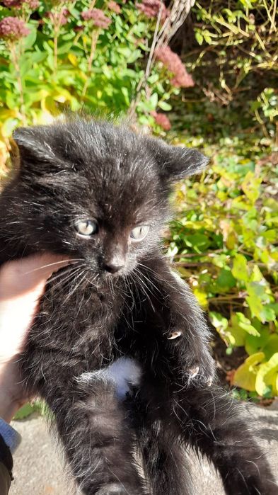 Віддам в добрі руки котенят