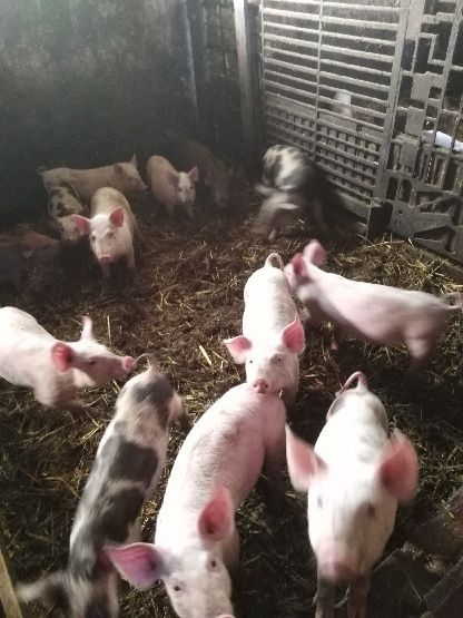 Sprzedam prosięta białe i mangalice