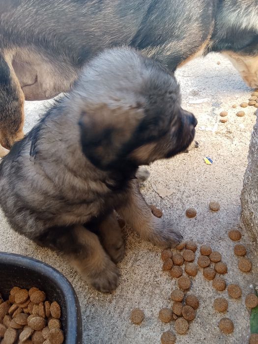 l.Cahorros para dar.