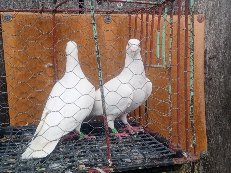 Gołębie białe Gołębie pocztowe Para Ptaki Gołębie ozdobne