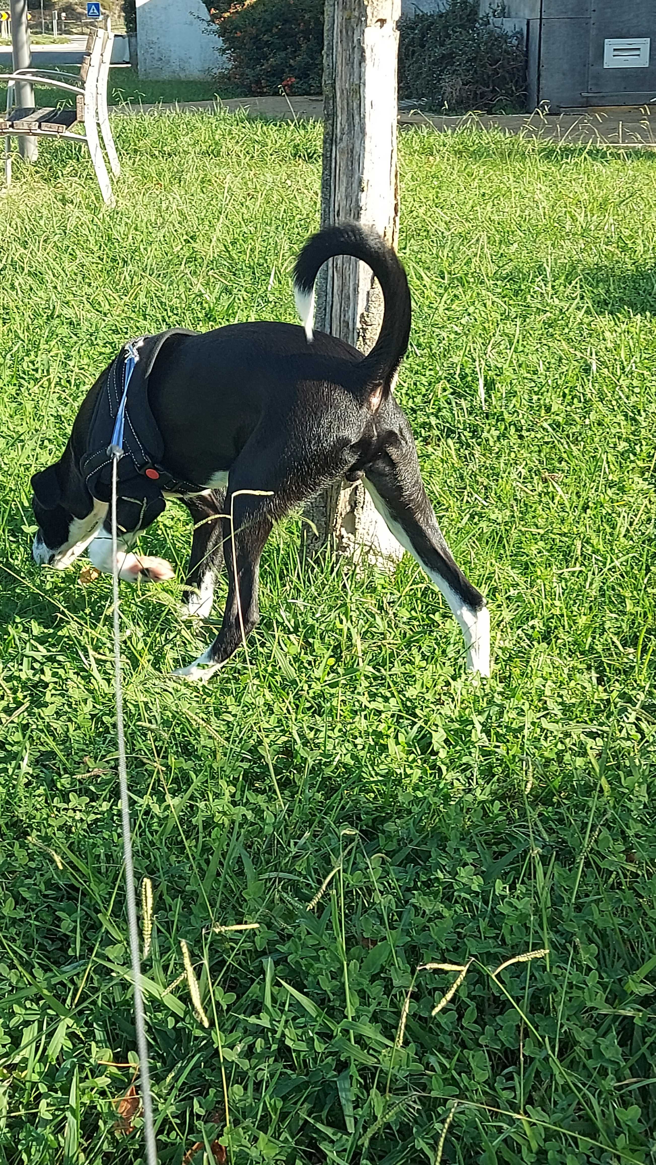 Cachorro para adoção