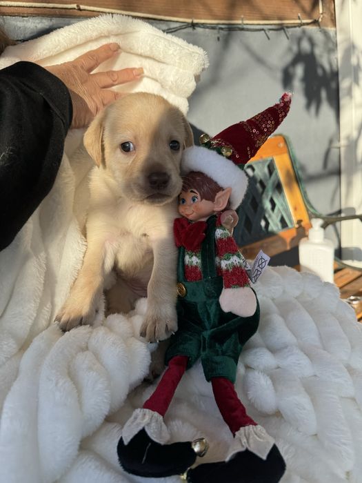 Labrador magnífico,