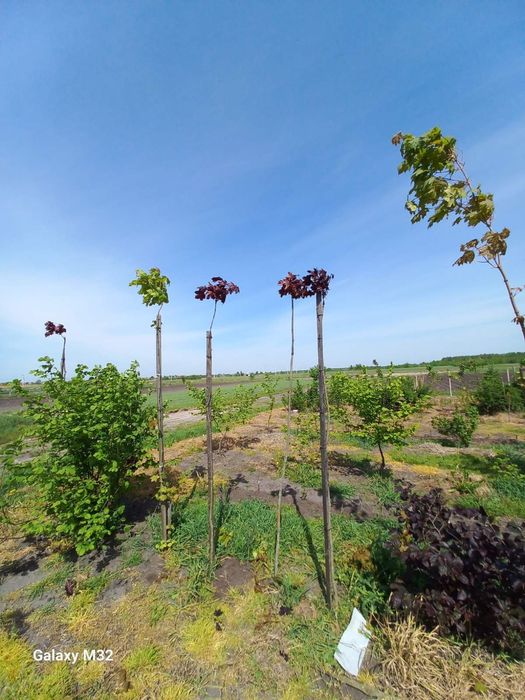 Продам червонолистий клен та зелений Globozum