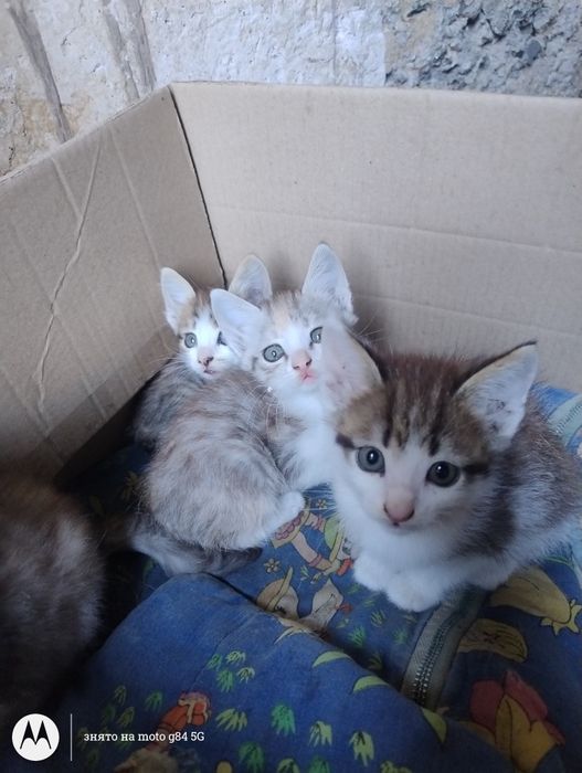 Віддам кошенят в добрі руки