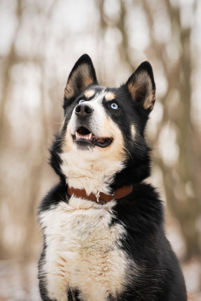 Pies Nanook w typie północniaka do adopcji!