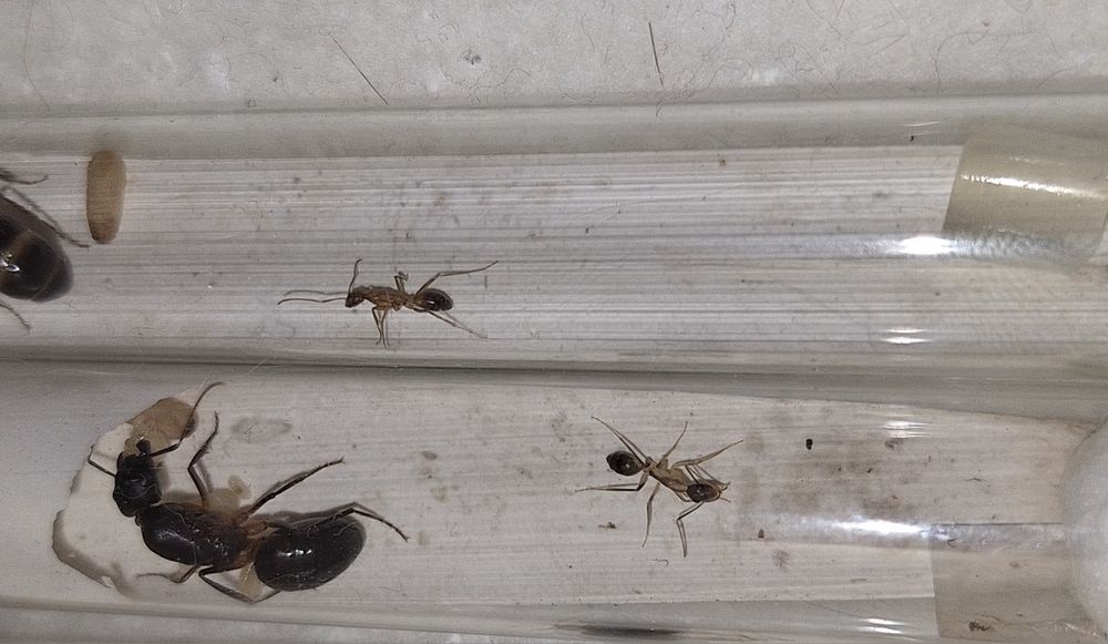 Camponotus fellah | Кампонотус феллах | муравьи | формикарий