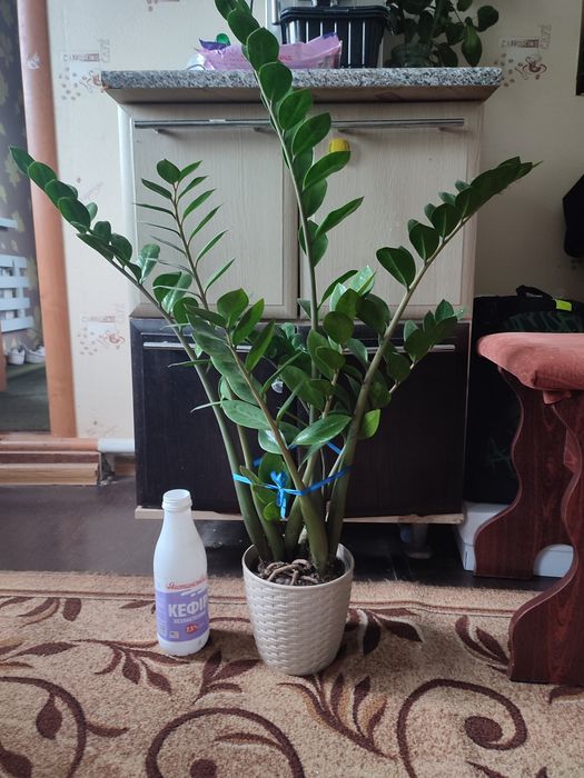 Заміокулькаси,аглаонема,папоротник кучерявий,спатіфіллуми різні сорти