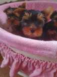 Czarno złota sunia Yorkshire Terrier