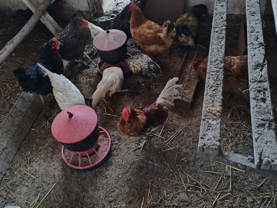 Młode koguty tegoroczne mieszańce