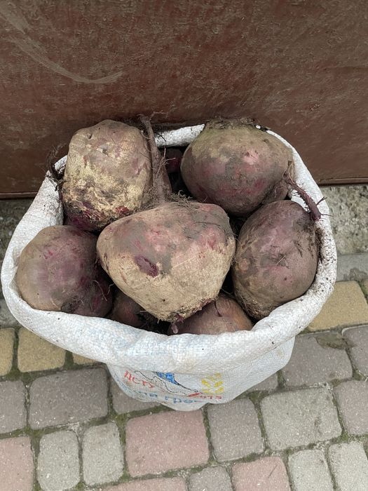 Великий столовий буряк сорт Водан