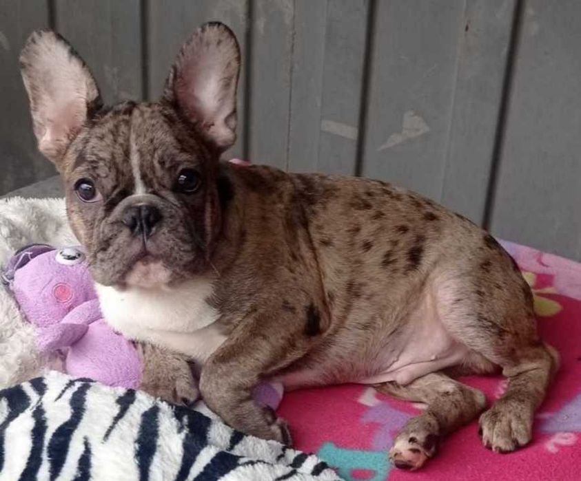 Французский Мерле мальчик.