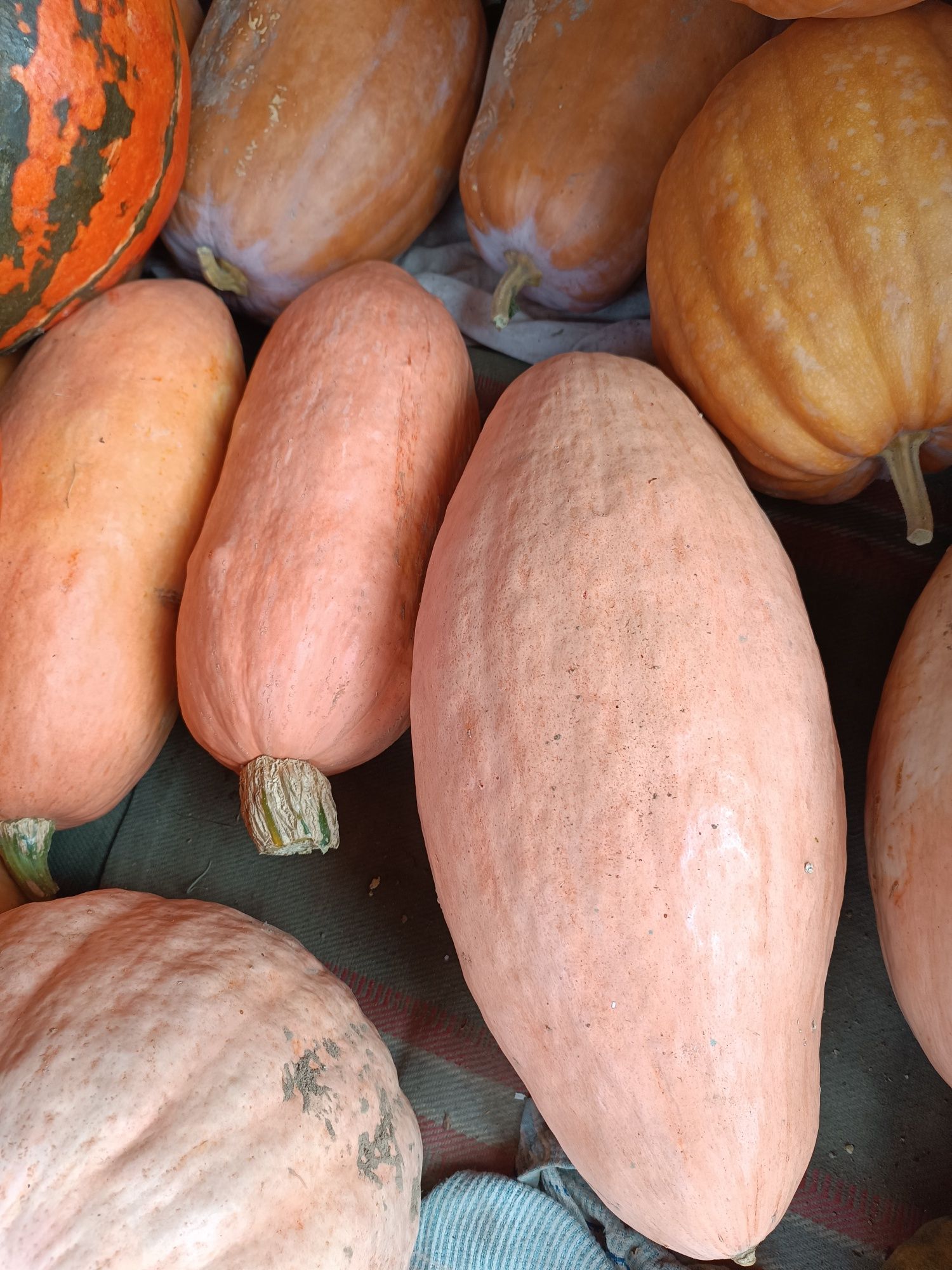 Продам кабаки, кашові кабаки