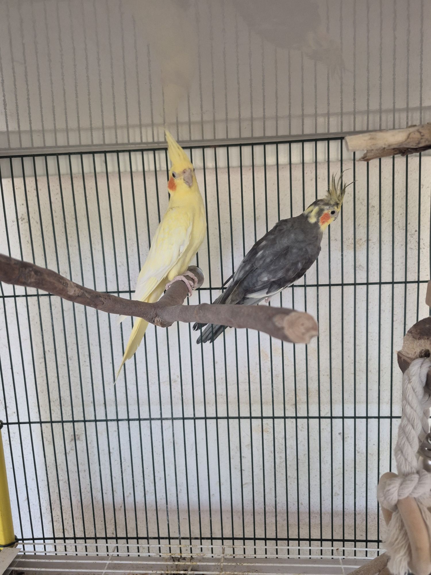 Casal de caturras