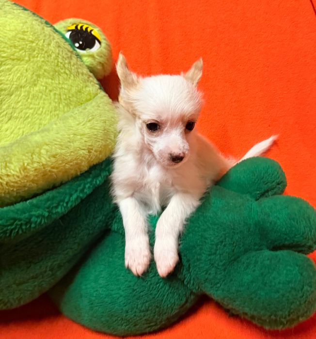 Chiński Grzywacz malutka suczka FCI