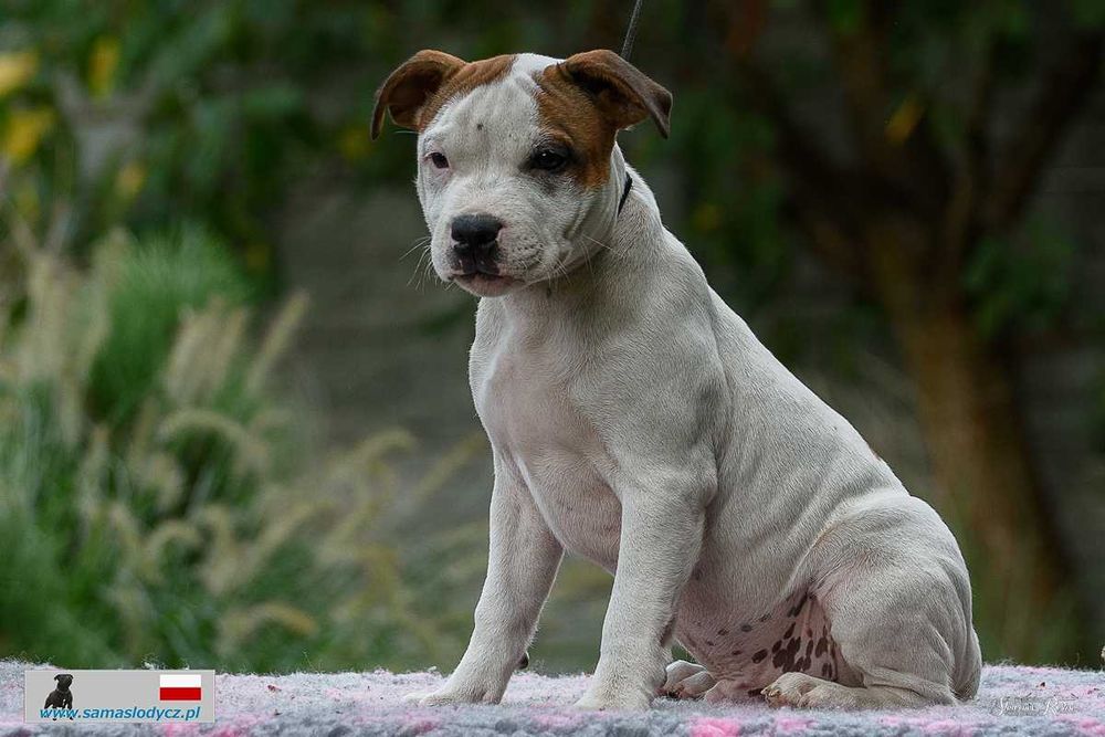 Staffordshire Bull Terrier Staffik Stafik FCI