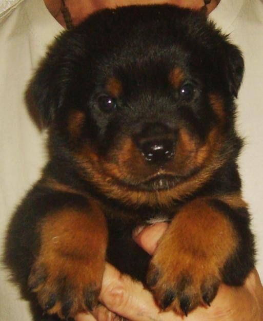 Ротвейлери, хлопчики та дівчатка, 1,5 міс.