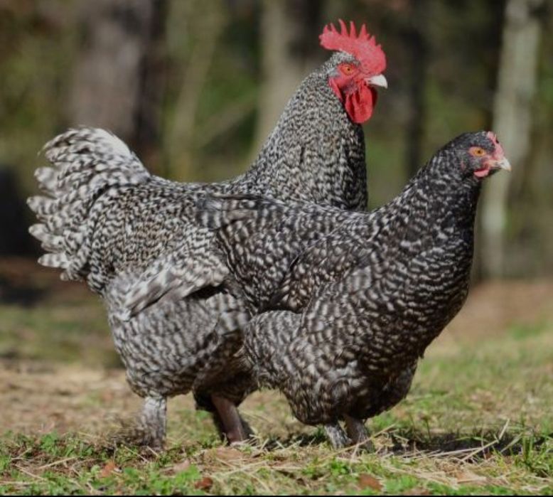 Продам і/я кур м'ясояєчних кросів