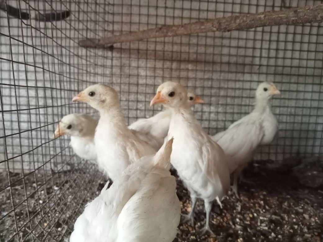 Pintos de Fênix branco
