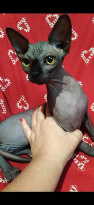 BLACK MAGIC - Bajeczna Kotka Sfinks już do odbioru - Zapraszamy :)