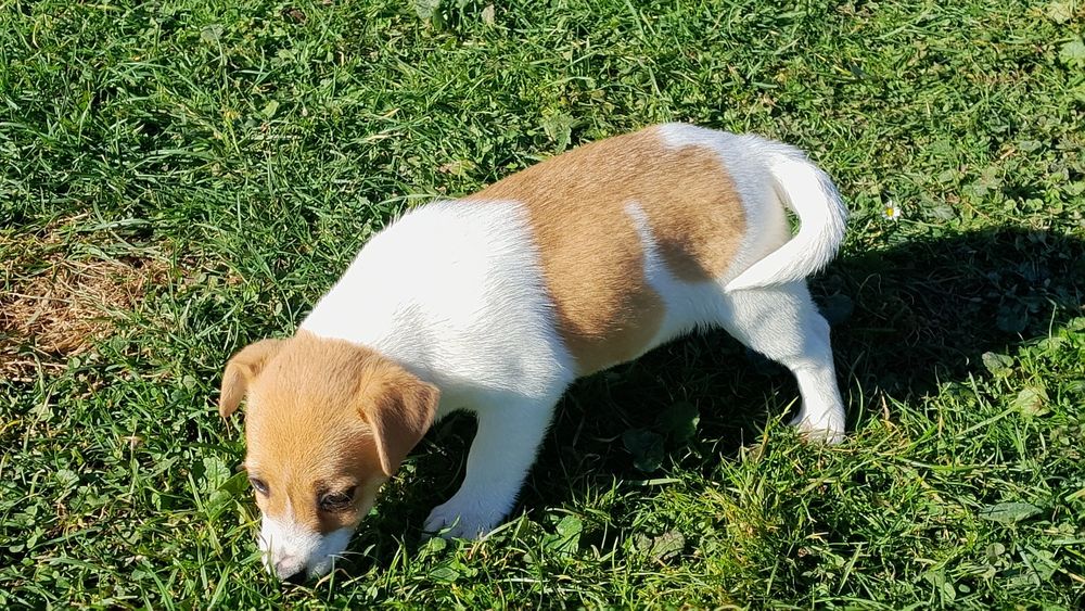 Jack Russell terrier suczka