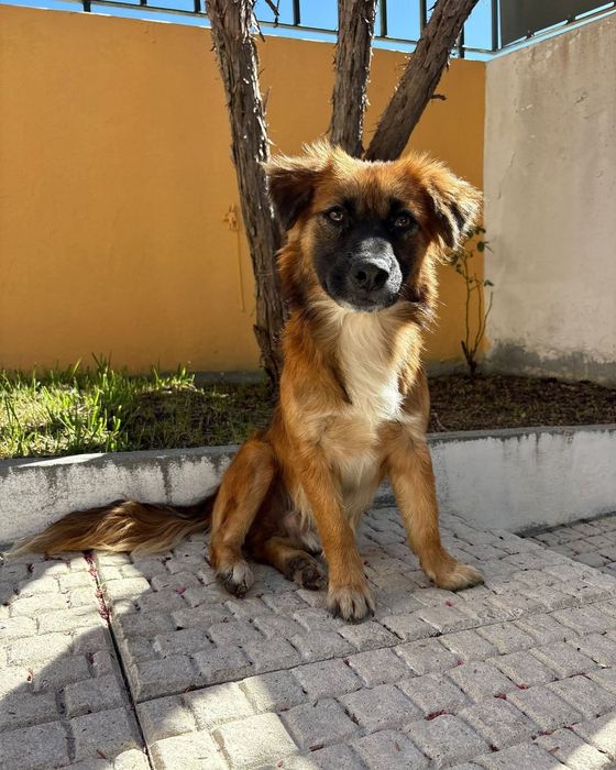 Yoki- cão de porte pequeno para adoção