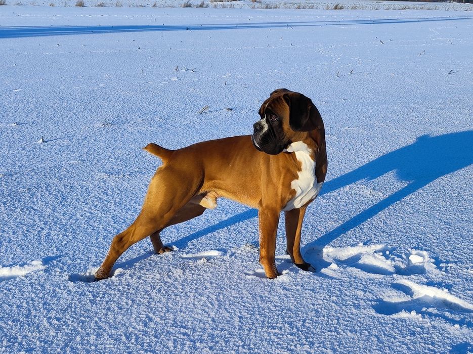Piękne szczenięta rasy bokser