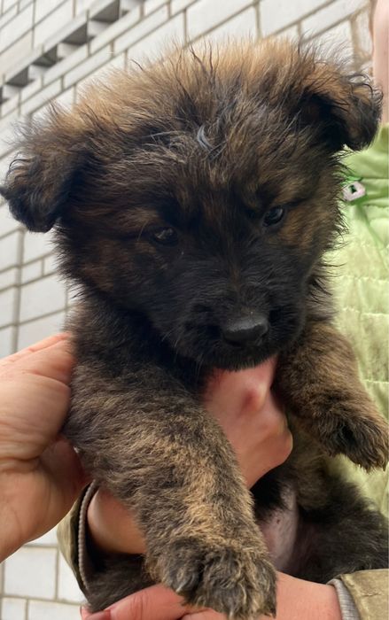 Ласкаві красиві щенята