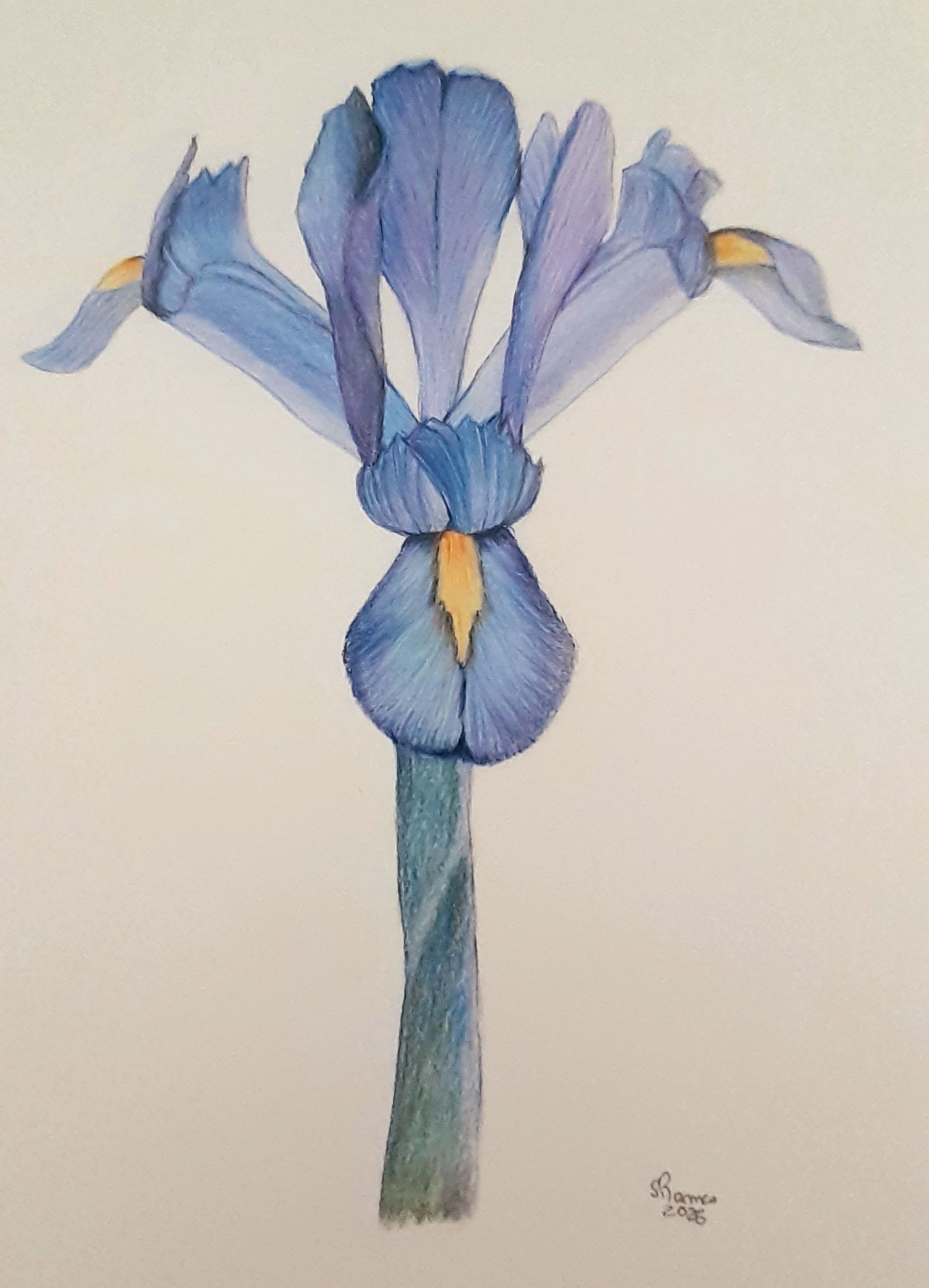 Ilustração lirio azul