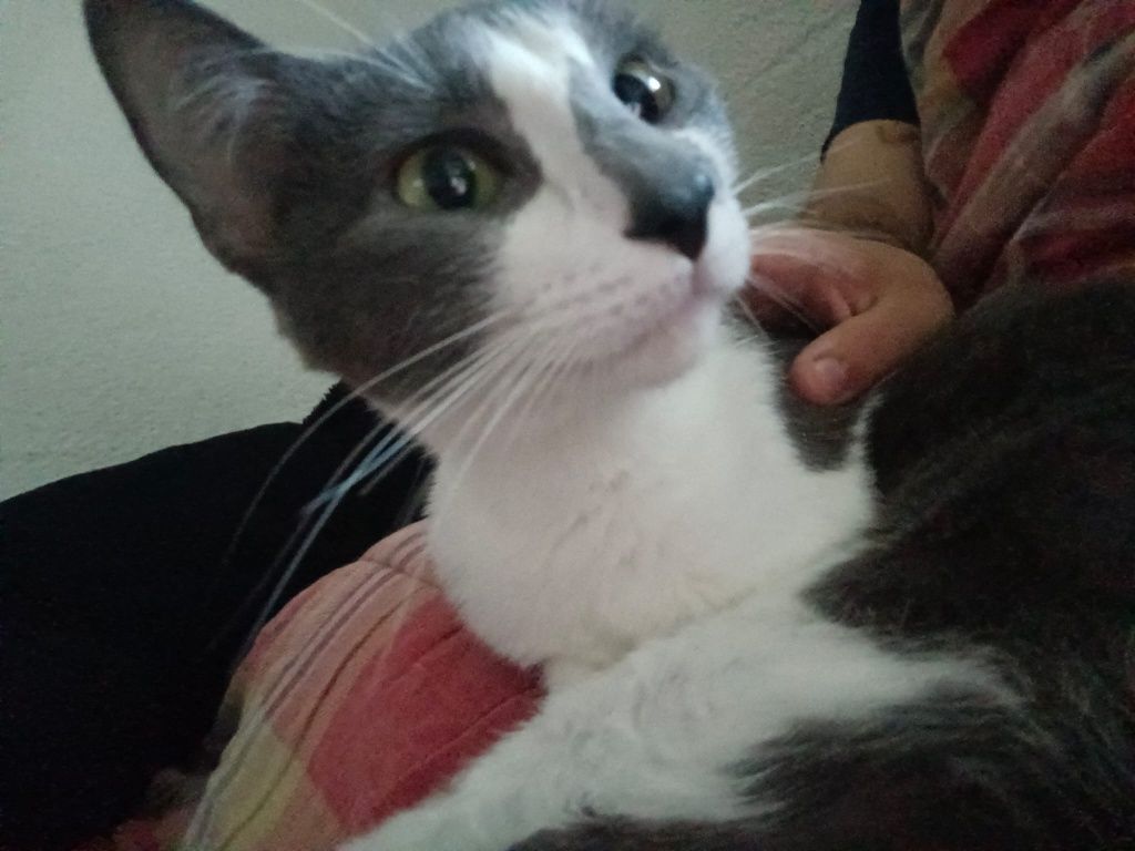 Gata para adotar