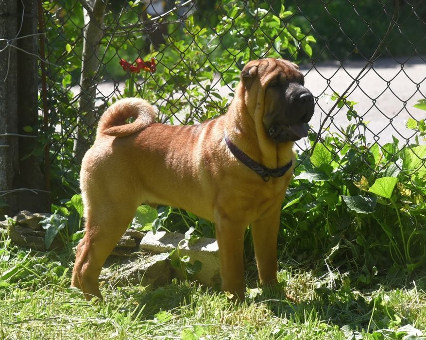 Шар-пей очаровательные щенки.