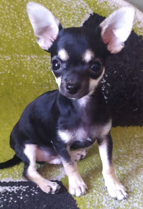 Продам міні Чіхуа-хуа хлопчика